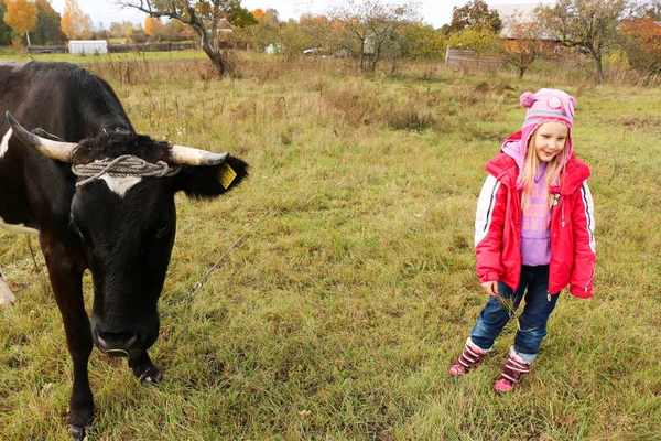 Gadis kecil yang cantik berdiri di padang rumput dekat sapi hitam pada rantai . — Stok Foto