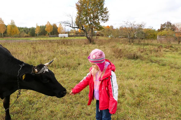 Güzel küçük bir kız siyah inek zincirinde yakınındaki çayır üzerinde duruyor. — Stok fotoğraf
