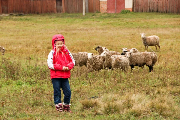 Kid menina pastora feliz com rebanho de ovelhas — Fotografia de Stock