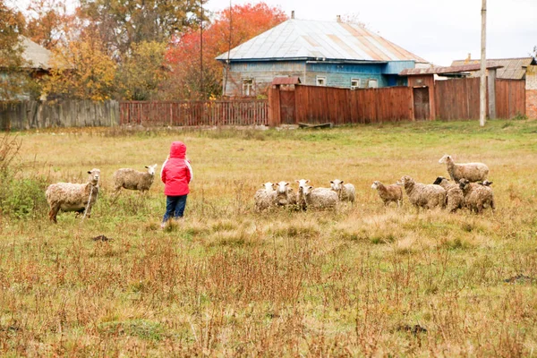 Jongen meisje herderinnetje blij met kudde schapen — Stockfoto