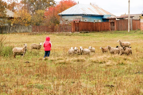 Jongen meisje herderinnetje blij met kudde schapen — Stockfoto