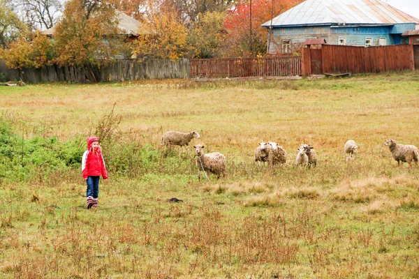 Kid girl shepherdess happy with flock of sheep — Stock Photo, Image