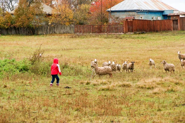Kid girl shepherdess happy with flock of sheep — Stock Photo, Image