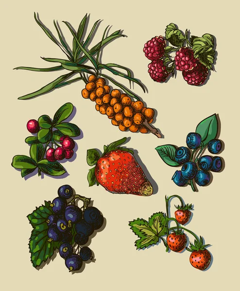 Illustration Reihe von Beeren — Stockvektor