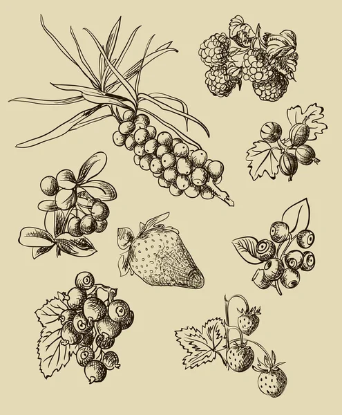 Illustration Reihe von Beeren — Stockvektor