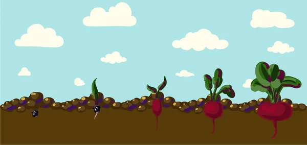 Set von realistischen Gemüserüben — Stockvektor