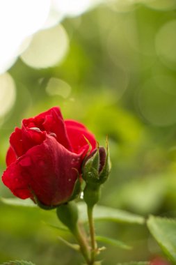 çay Bahçe yaz aylarında Ukrayna gül