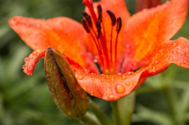 Vahşi bir turuncu tiger lily boyunca büyüyen