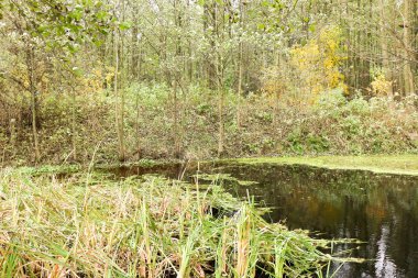 Sessiz dağ gölü uzun kıyı ve hillside orman ile sonbahar yansıma