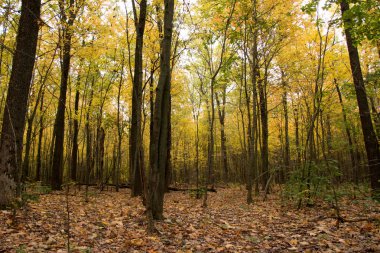Eski vahşi doğal orman kayın ağaçlarının Güz