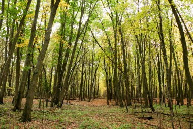 Eski vahşi doğal orman kayın ağaçlarının Güz