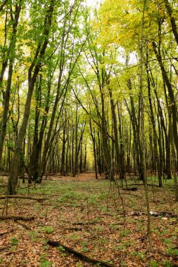 Eski vahşi doğal orman kayın ağaçlarının Güz