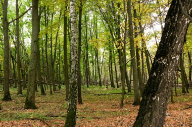 Eski vahşi doğal orman kayın ağaçlarının Güz