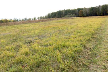 Sonbahar manzara. Sonbahar orman üzerinde kara bulutlar. Sararmış çim sahada.