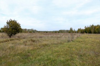 Sonbahar manzara. Sonbahar orman üzerinde kara bulutlar. Sararmış çim sahada.
