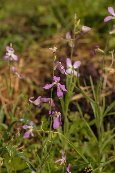 Close-up de uma pequena flor violeta — Fotografia de Stock