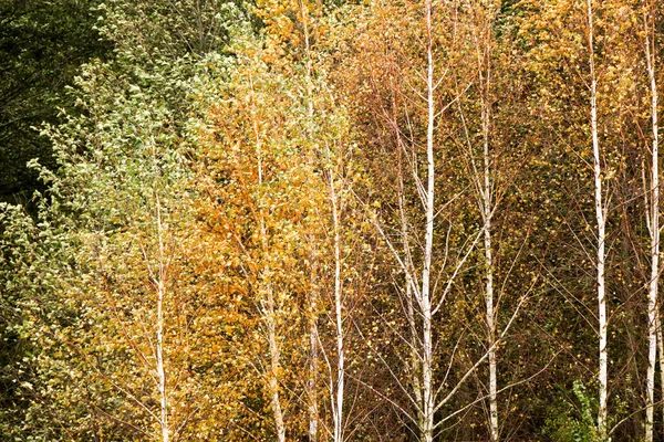 Bosque natural salvaje de viejos árboles de haya en otoño —  Fotos de Stock