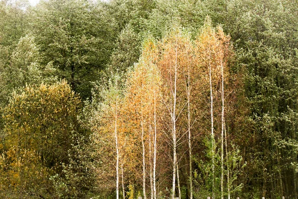 Eski vahşi doğal orman kayın ağaçlarının Güz — Stok fotoğraf