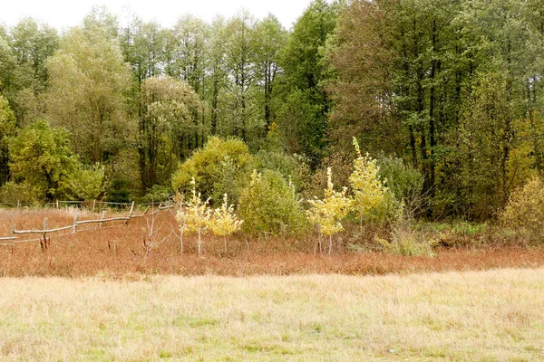 Paisagem de outono. Nuvens escuras sobre a floresta de outono. Grama amarelada no campo . — Fotografia de Stock