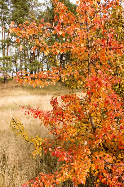 Zweig einer wilden Birne mit roten Blättern gegen den Himmel — Stockfoto