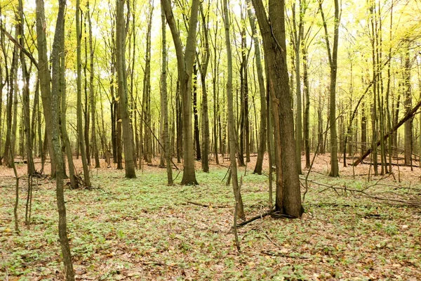 Wild Natural Forest of Old Beech Trees in Autumn — Stock Photo, Image