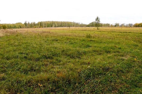 Höstlandskap. Mörka moln över hösten skogen. Gulnade gräs i fältet. — Stockfoto