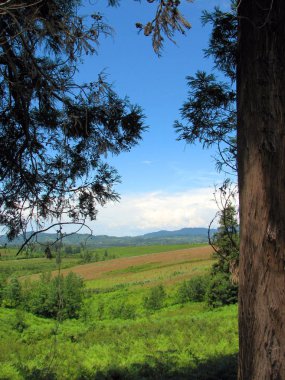 Dağ zirveleri ve yeşil çayır görünümü