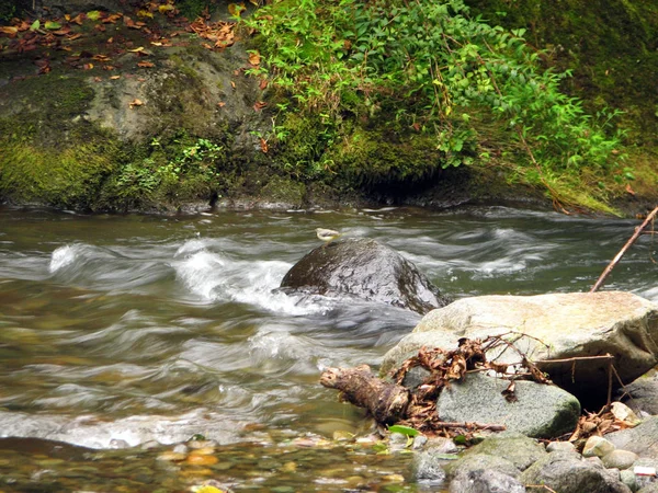 Gebirgsfluss fließt zwischen bemoosten Steinen — Stockfoto