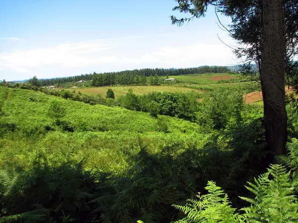 Vista de los picos de montaña y prado verde —  Fotos de Stock