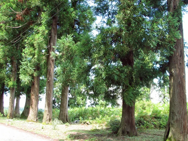 Vista de los picos de montaña y prado verde — Foto de Stock