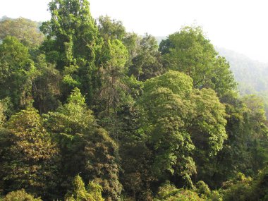 Yapraklı ve iğne yapraklı subtropikal orman.