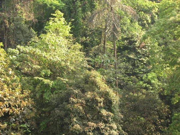 Floresta subtropical decídua e conífera . — Fotografia de Stock