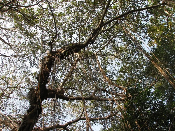 Listnaté a jehličnaté subtropického lesa. — Stock fotografie