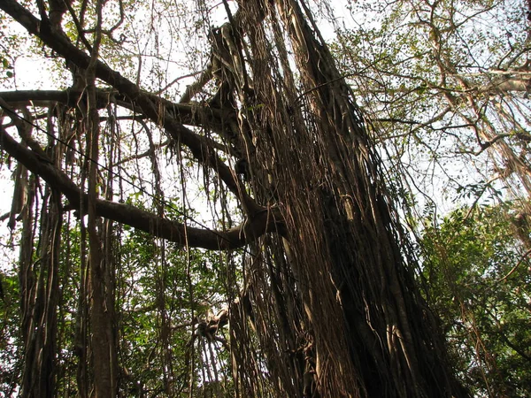 Floresta subtropical decídua e conífera . — Fotografia de Stock