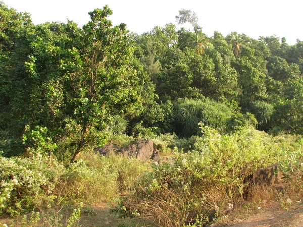 Foreste subtropicali decidue e di conifere . — Foto Stock