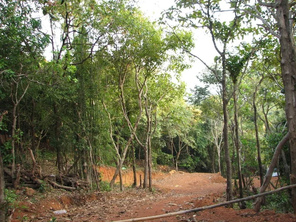 Yapraklı ve iğne yapraklı subtropikal orman.