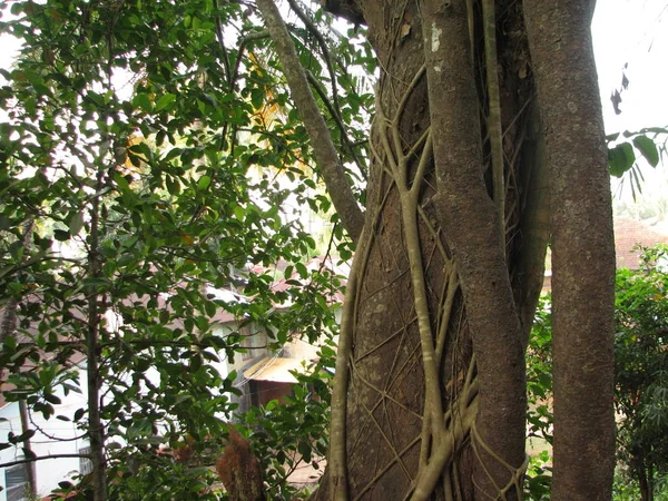 Forêt subtropicale de feuillus et de conifères . — Photo