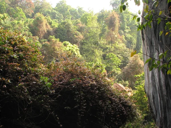 Floresta subtropical decídua e conífera . — Fotografia de Stock