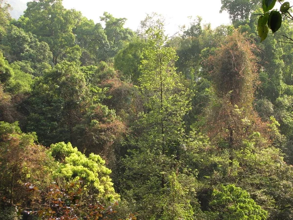 Deciduous and coniferous subtropical forest. — Stock Photo, Image