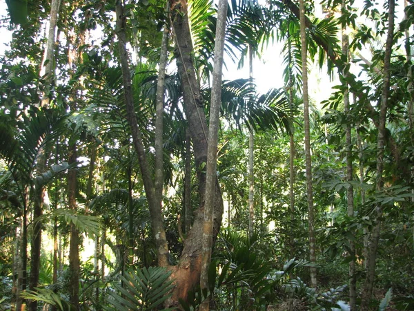 Floresta subtropical decídua e conífera . — Fotografia de Stock