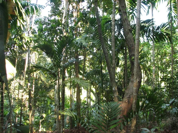 Floresta subtropical decídua e conífera . — Fotografia de Stock