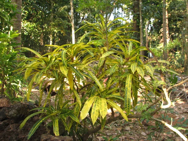 Forêt subtropicale de feuillus et de conifères . — Photo