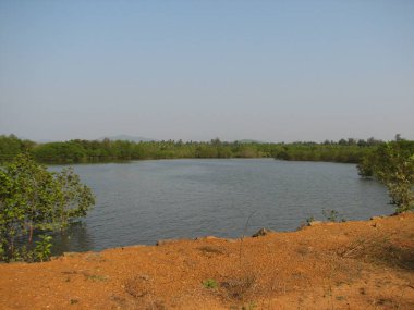 Mangrov orman, bir düşük tide dönemde su görünümünden.