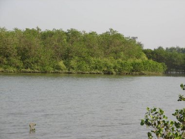 Mangrov orman, bir düşük tide dönemde su görünümünden.