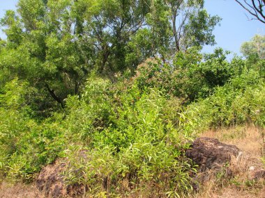 Yapraklı ve iğne yapraklı subtropikal orman.
