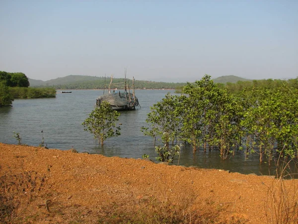 Bosque de manglares, vista desde el agua en un período de marea baja . —  Fotos de Stock