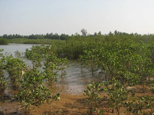 Bosque de manglares, vista desde el agua en un período de marea baja . — Foto de Stock