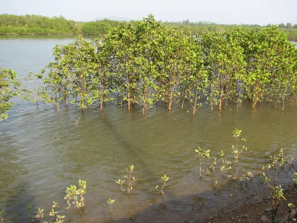 Mangroveskog, utsikt fra vannet ved lavvann . – stockfoto