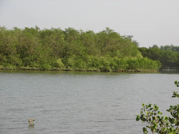 Mangrov orman, bir düşük tide dönemde su görünümünden.