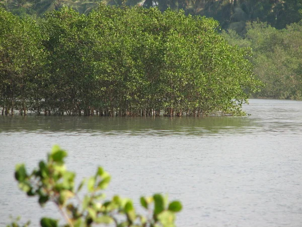 Bosque de manglares, vista desde el agua en un período de marea baja . —  Fotos de Stock